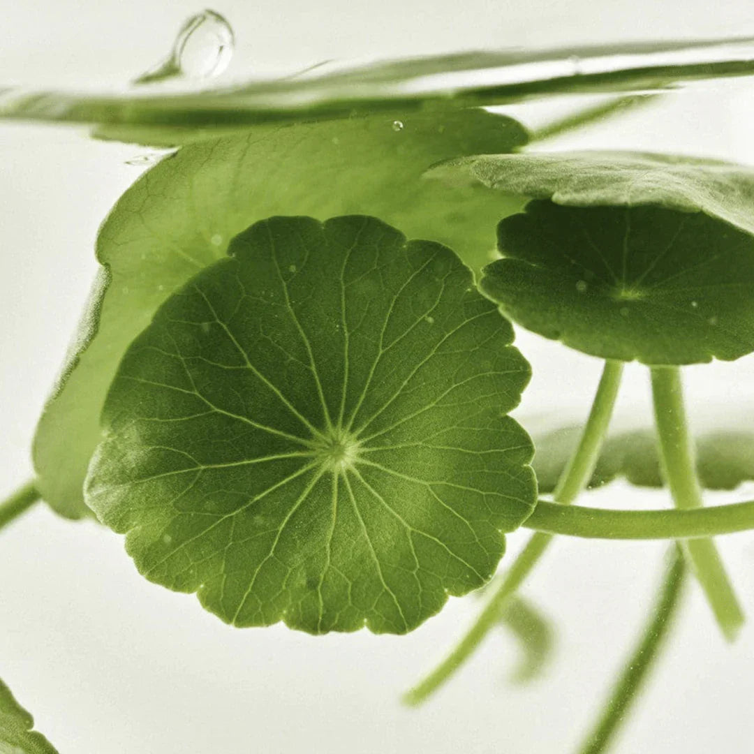 https://buraki.pk/products/beauty-of-joseon-light-on-serum-centella-vita-c